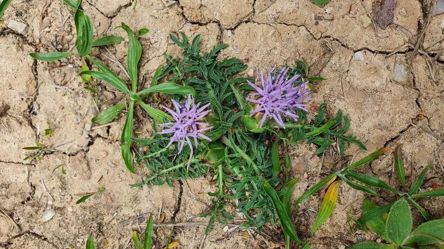Sanftdistel 6