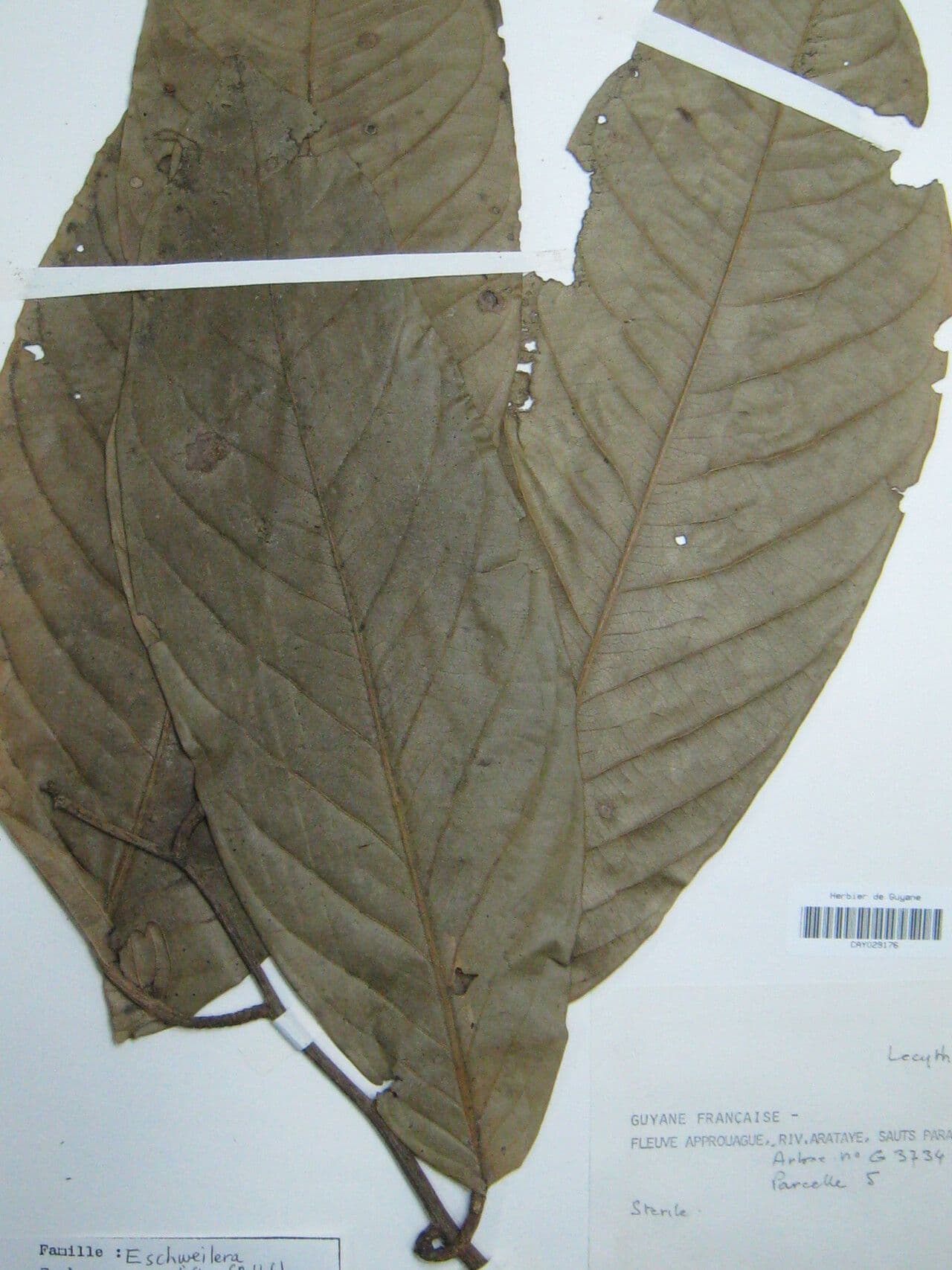 Eschweilera 11