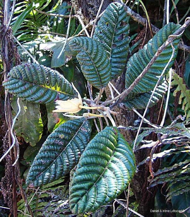 Elaeocarpus 10