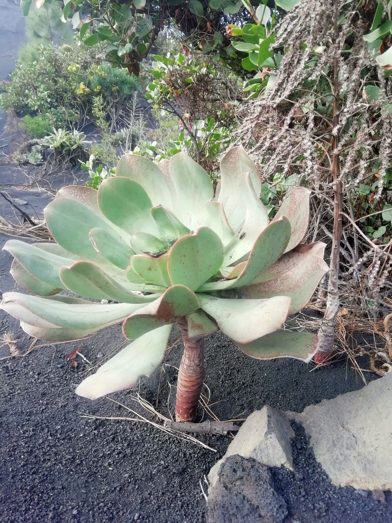 Aeonium 5