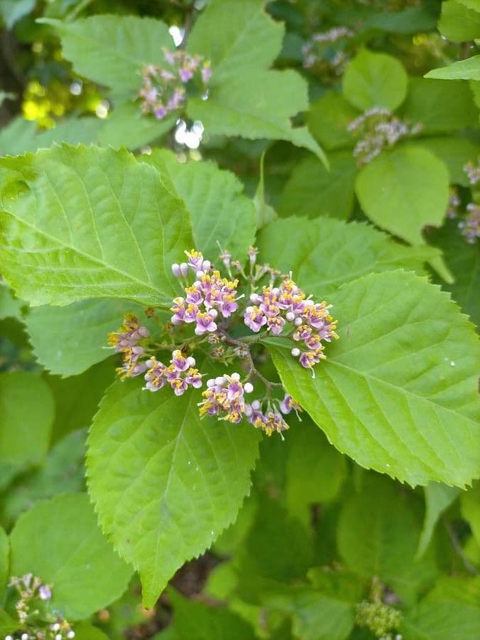 Callicarpa giapponese 24