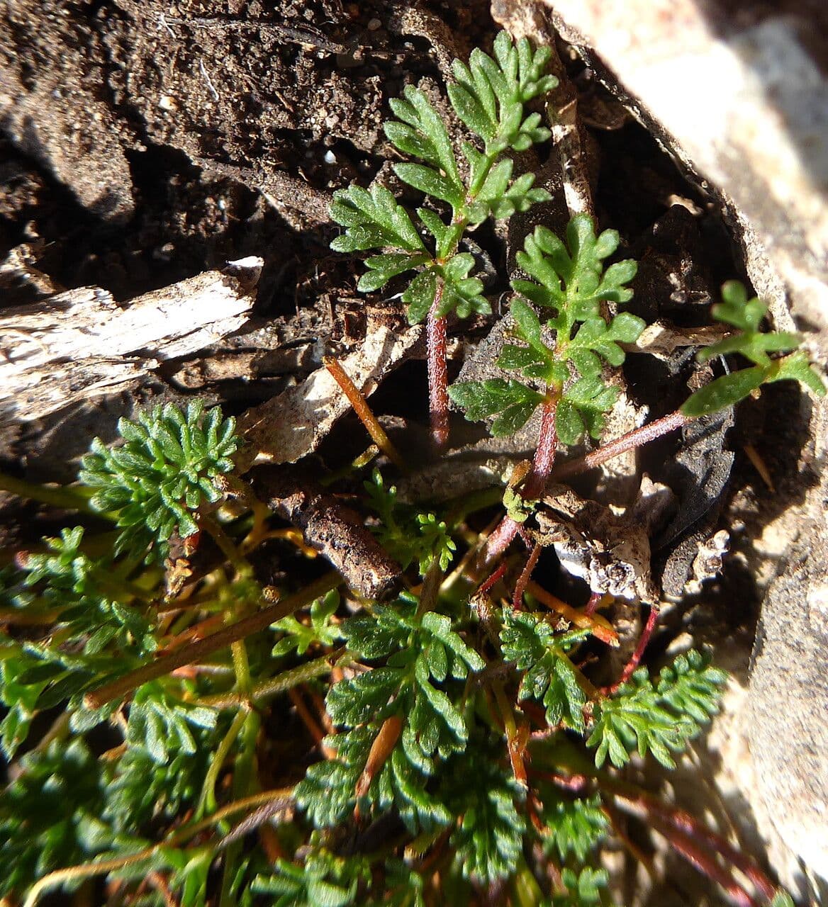 Stinkender Storchschnabel 25