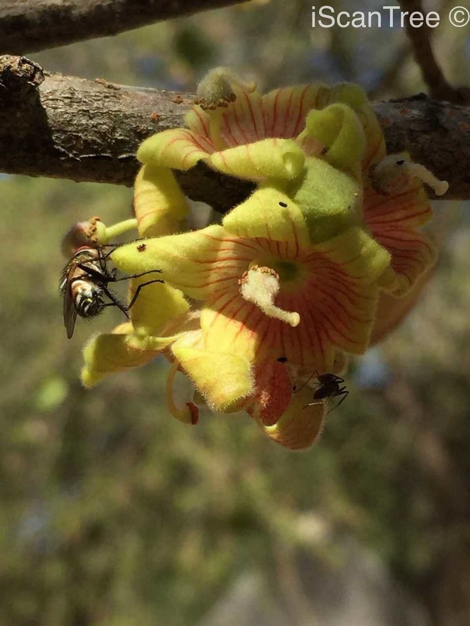Sterculia 9