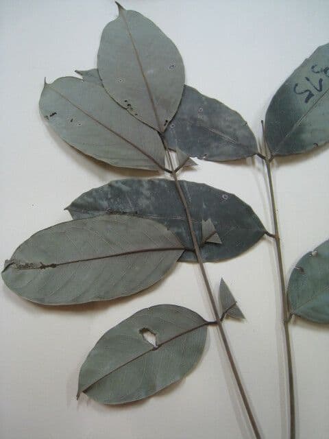 Swartzia di Bentham 3
