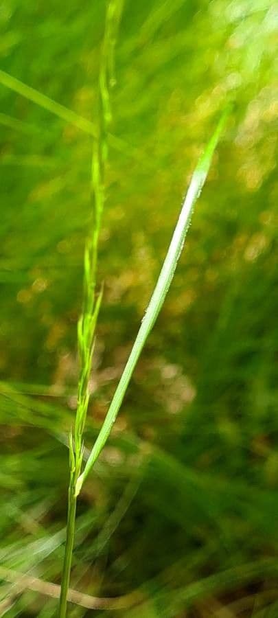 Festuca gautieri