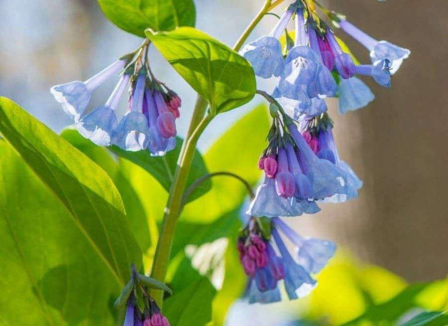 Virginisches Blauglöckchen 4
