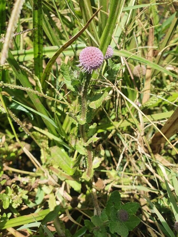 Sphaeranthus suaveolens 6