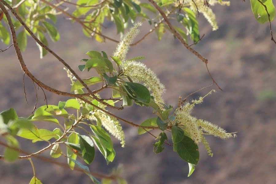Terminalia brownii