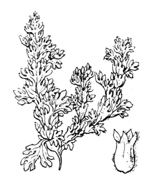 Erba della Madonna 2