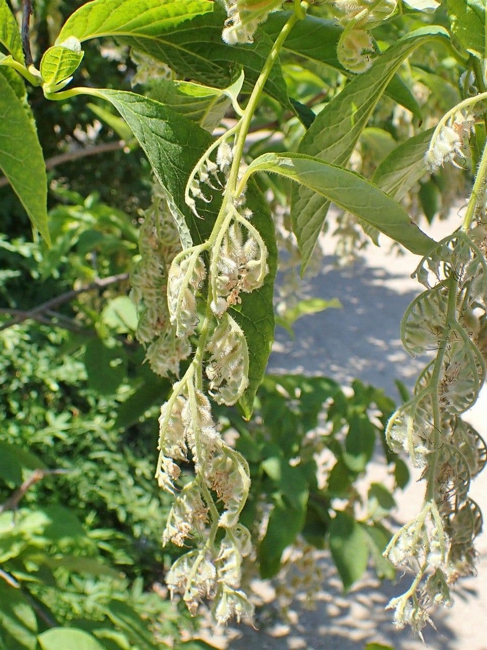 Pterostyrax hispidus 19