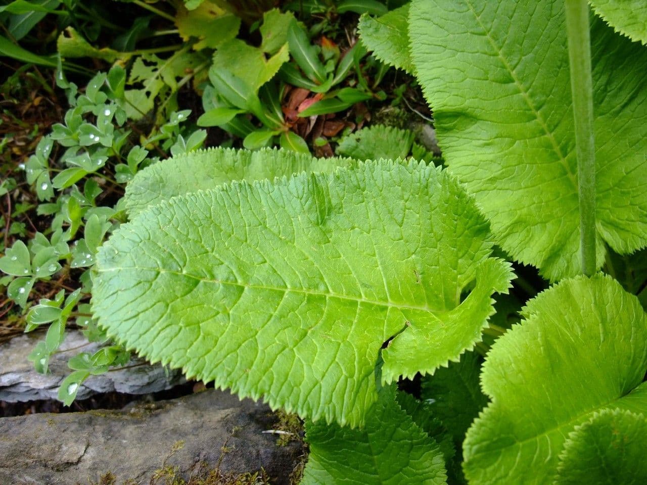 Primula di Florinda 9
