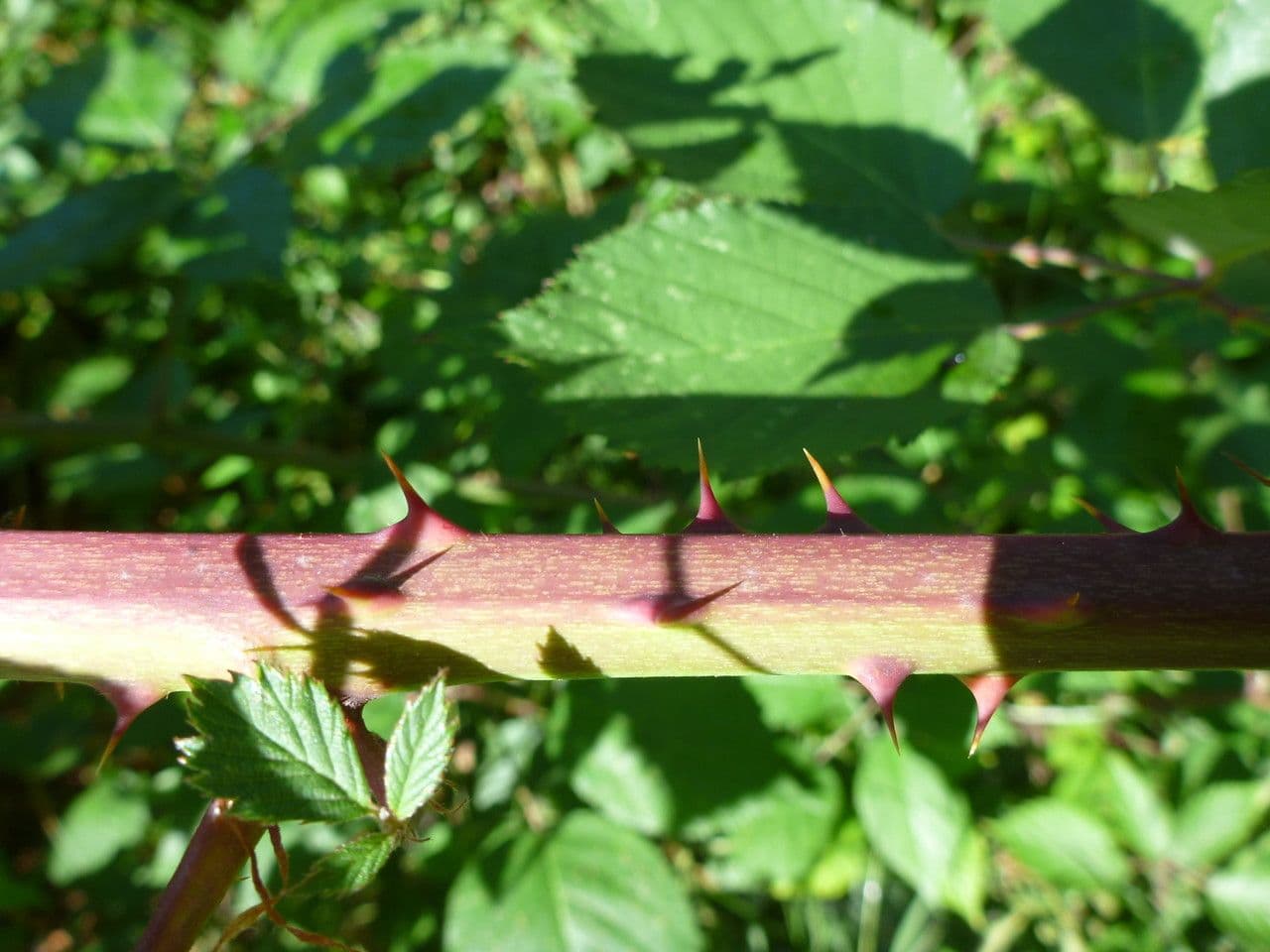 Rovo 9