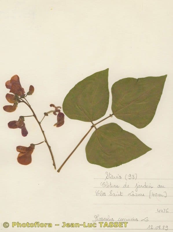 Runner bean 29
