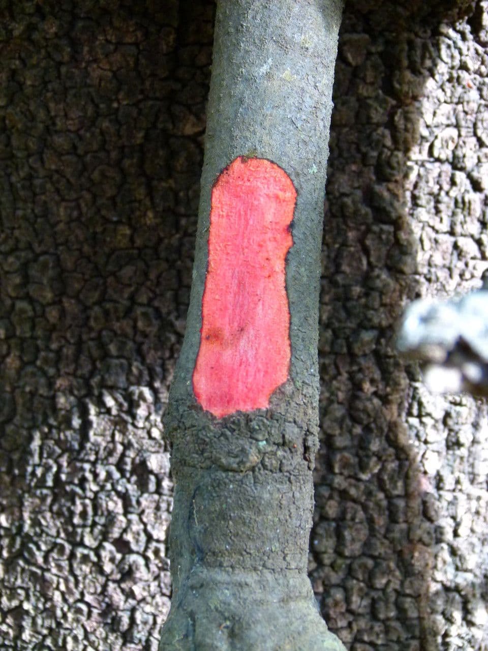 Togo-Uapaca
