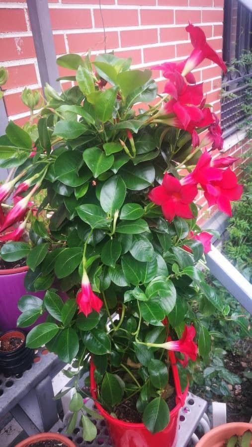 Chilenischer Jasmin 23