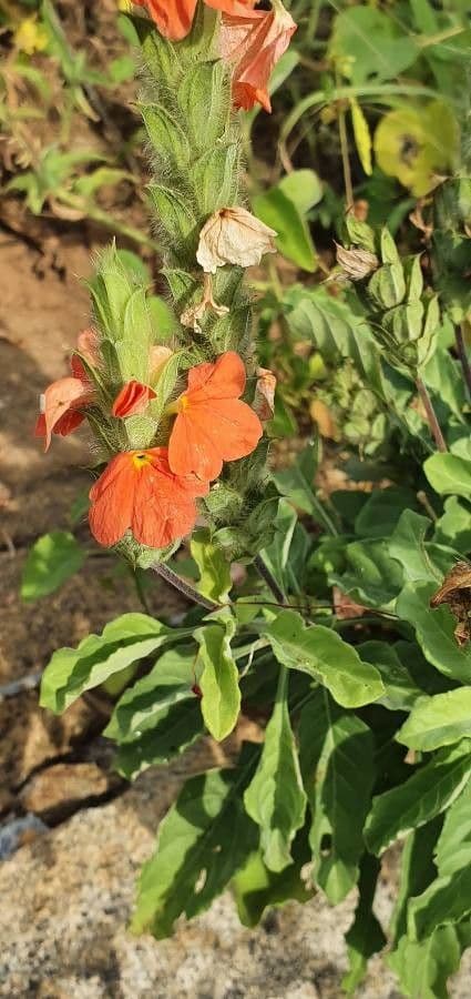 Crossandra
