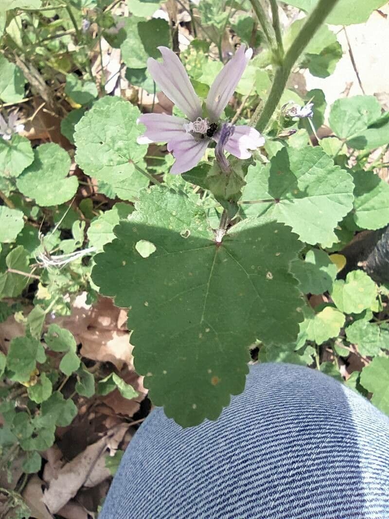 Malva multiflora 18