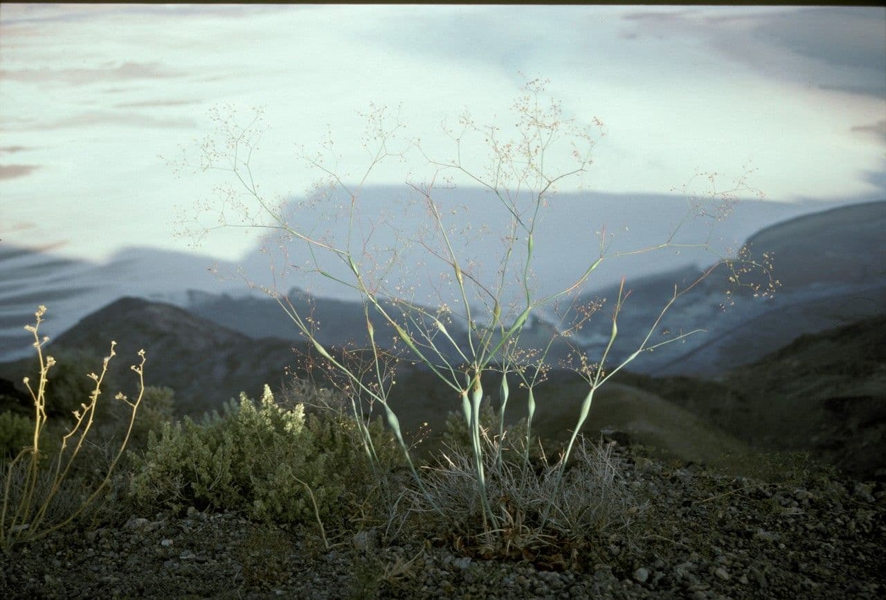 Polygonum gonfiato 8
