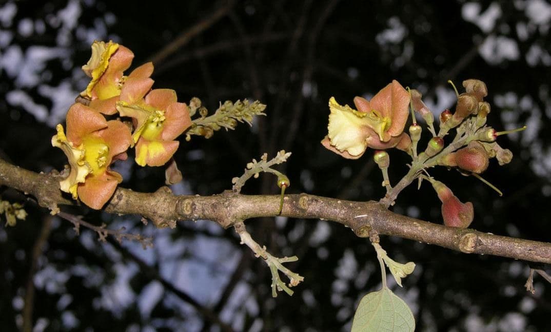 Gmelina arborea 26