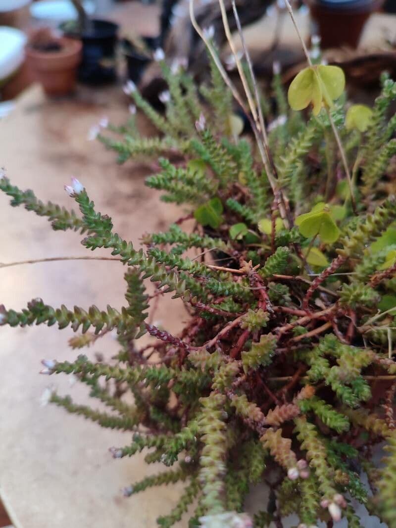 Sedum 12