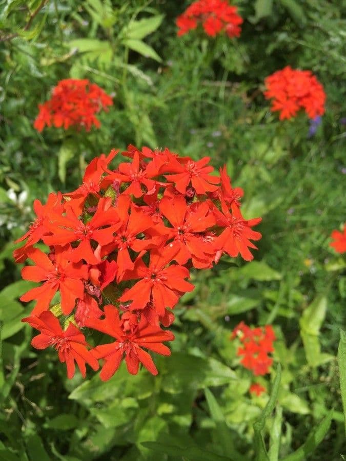 Silene