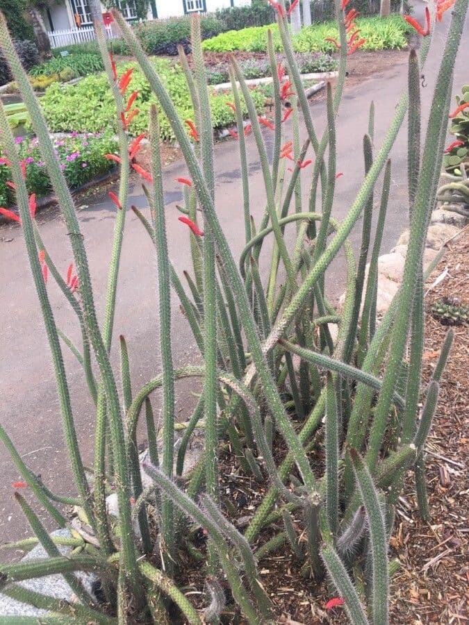 Cactus di Baumann 12