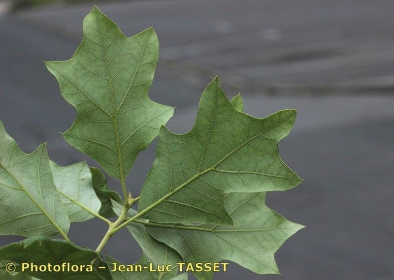 Quercia ilex 16