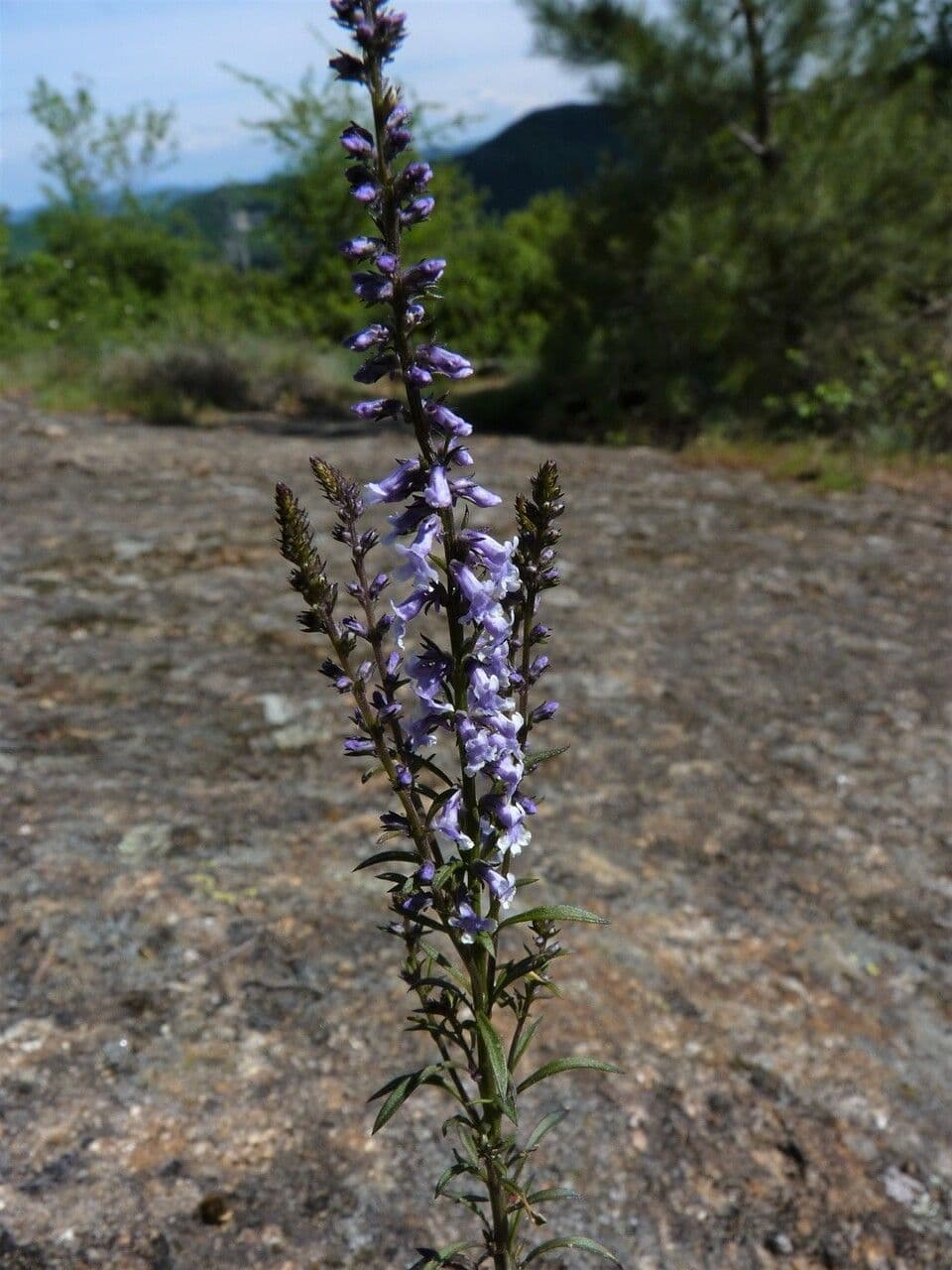 Musonello 8