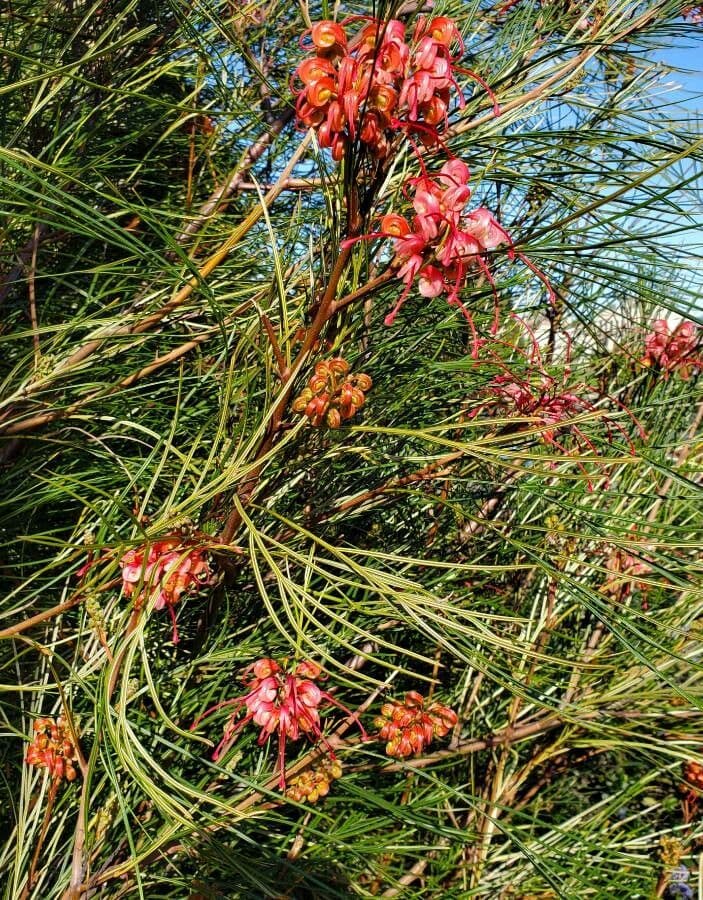 Grevillea Johnsonova 5