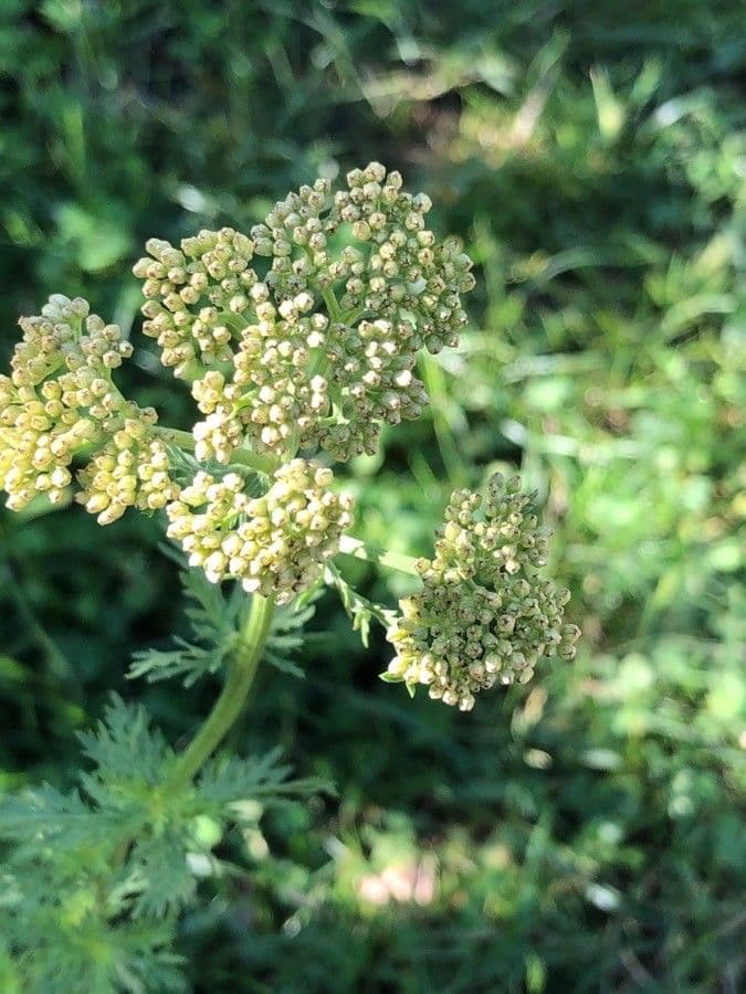 Achillea ligustica