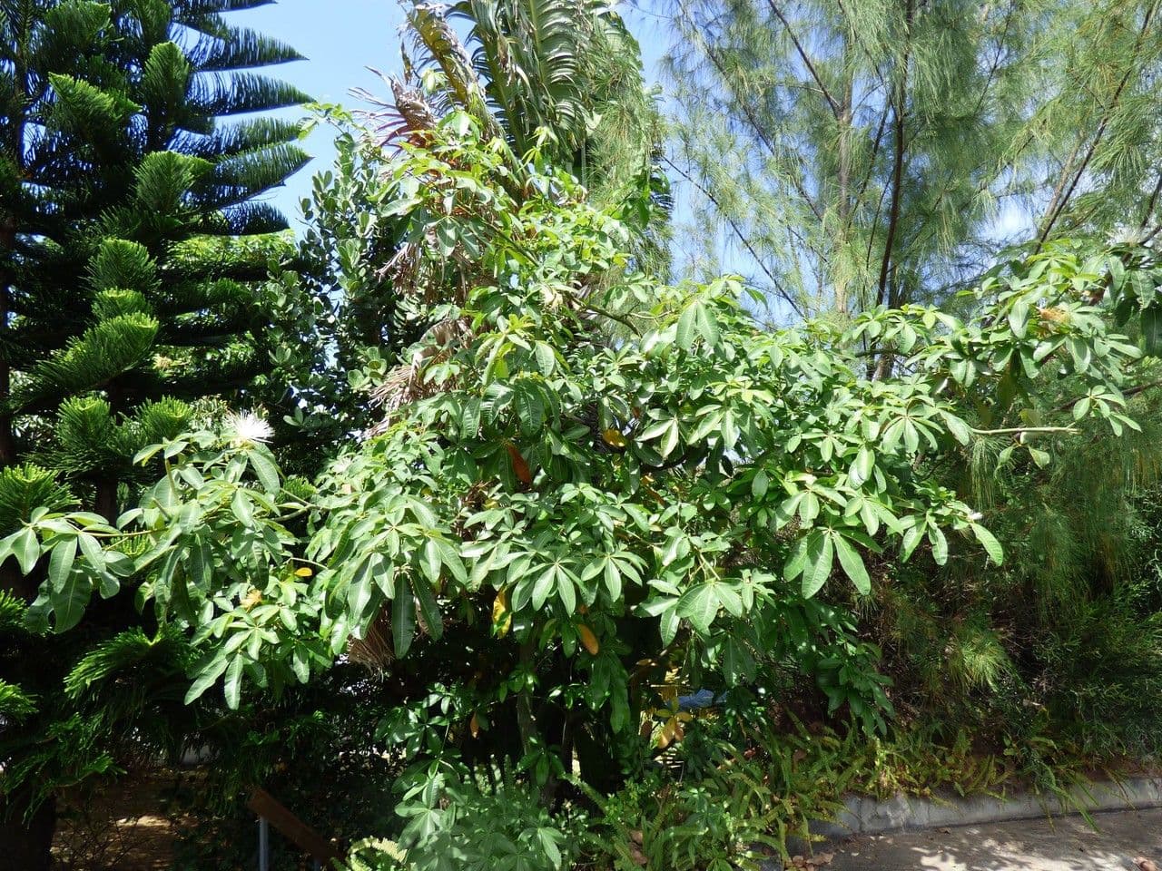 Pachira glabra 11