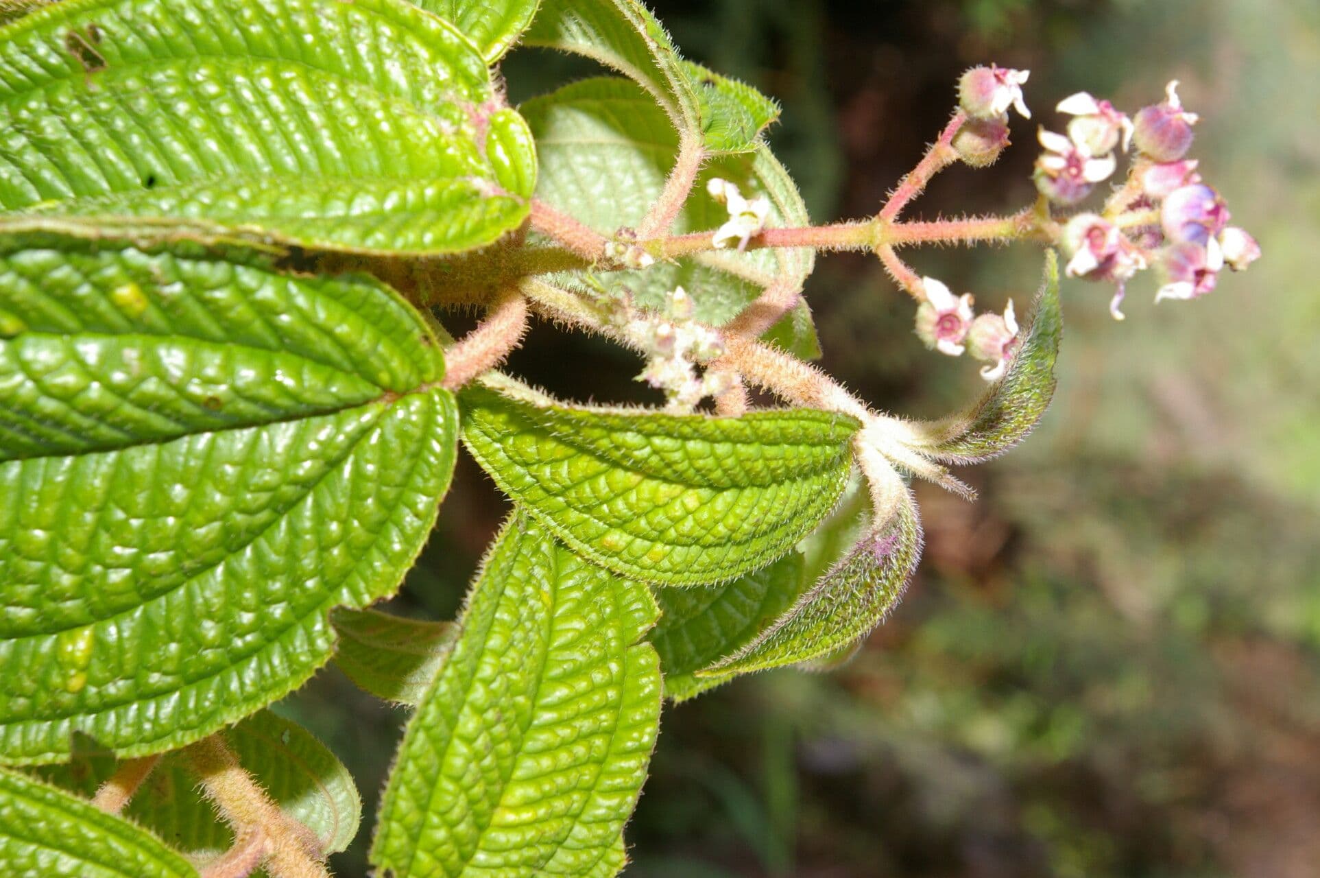 Miconia 3
