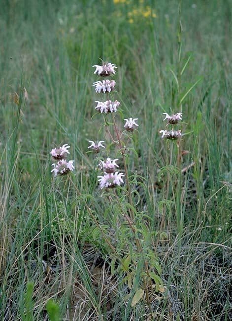 Monarda pectinada 3