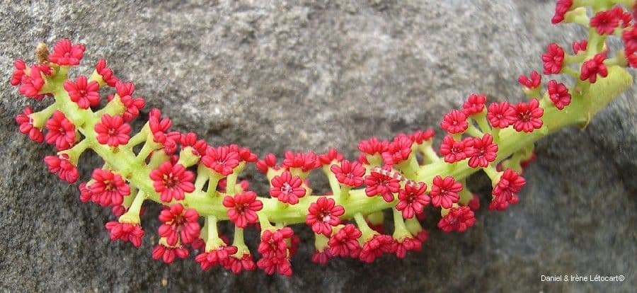 Elattostachys 14