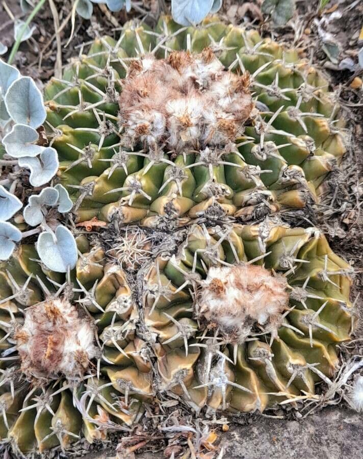 Parodia 3