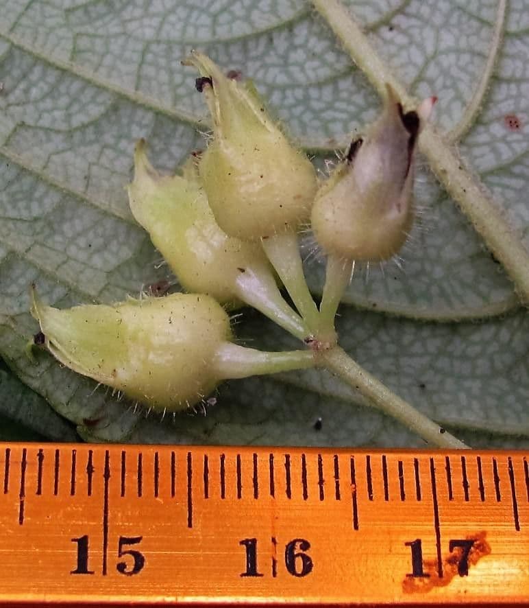 Gasteranthus