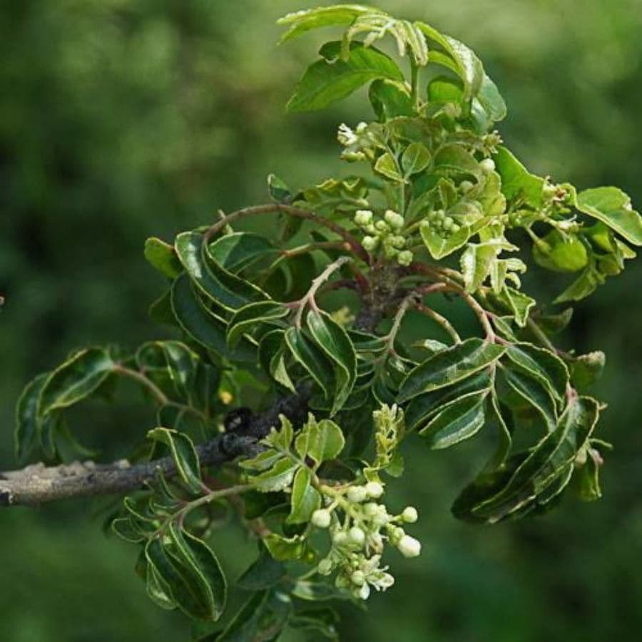 Clausena anisata 6