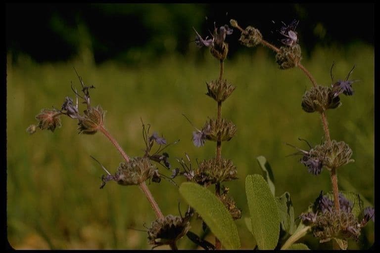 Salvia sonomensis