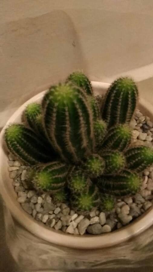 Cactus riccio 2
