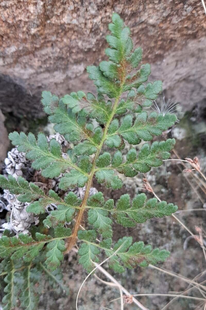 Anemia meridionale