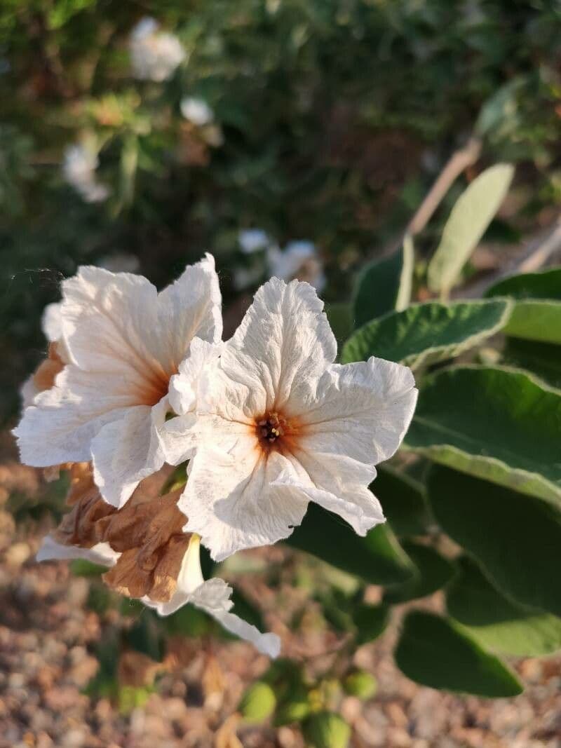 Anacahuita 7