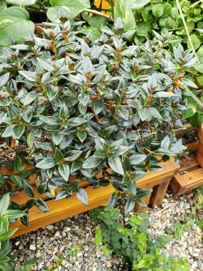 Nematanthus 9