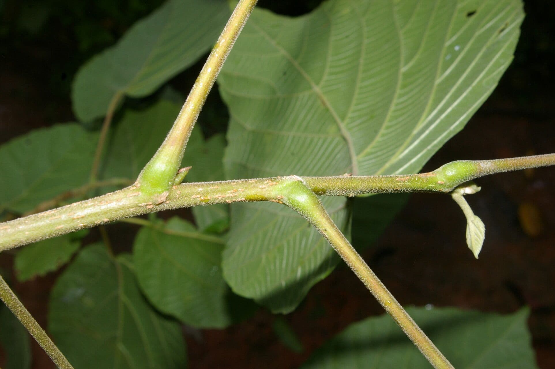 Conceveiba 5