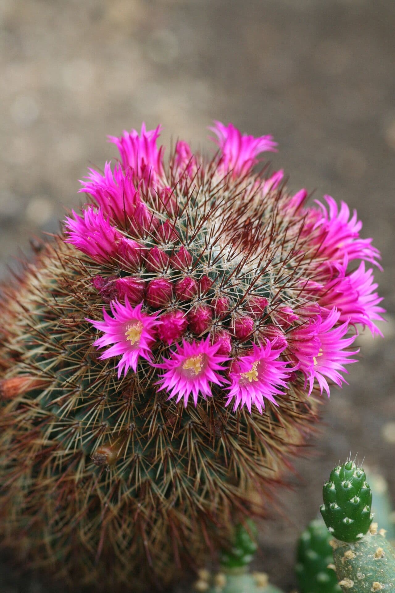 Mammillaria