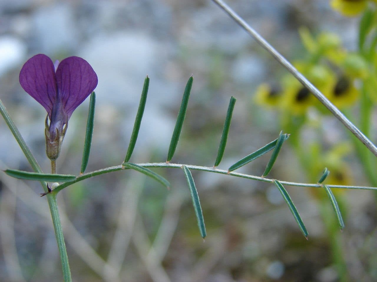 Vesce pèlerine 14