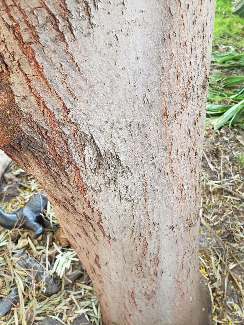 Acacia di Bailey 23