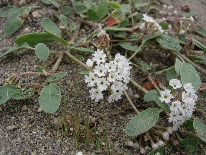 Sand-Portulak