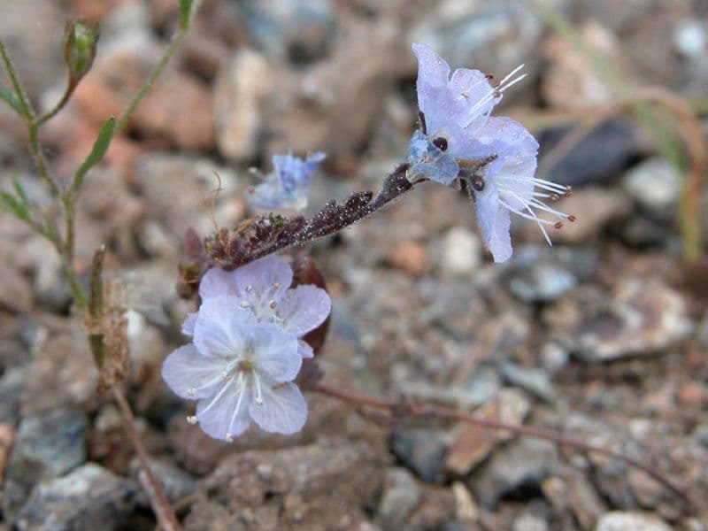 Pringles Phacelia