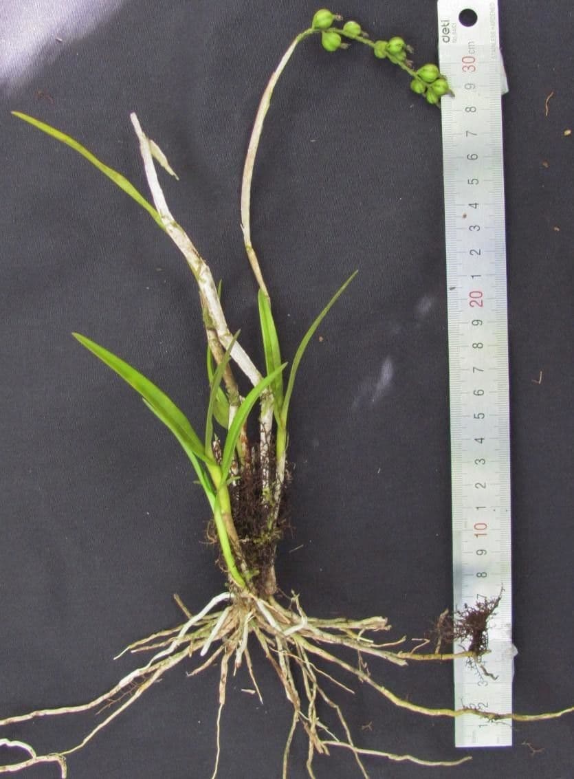Epidendrum 2