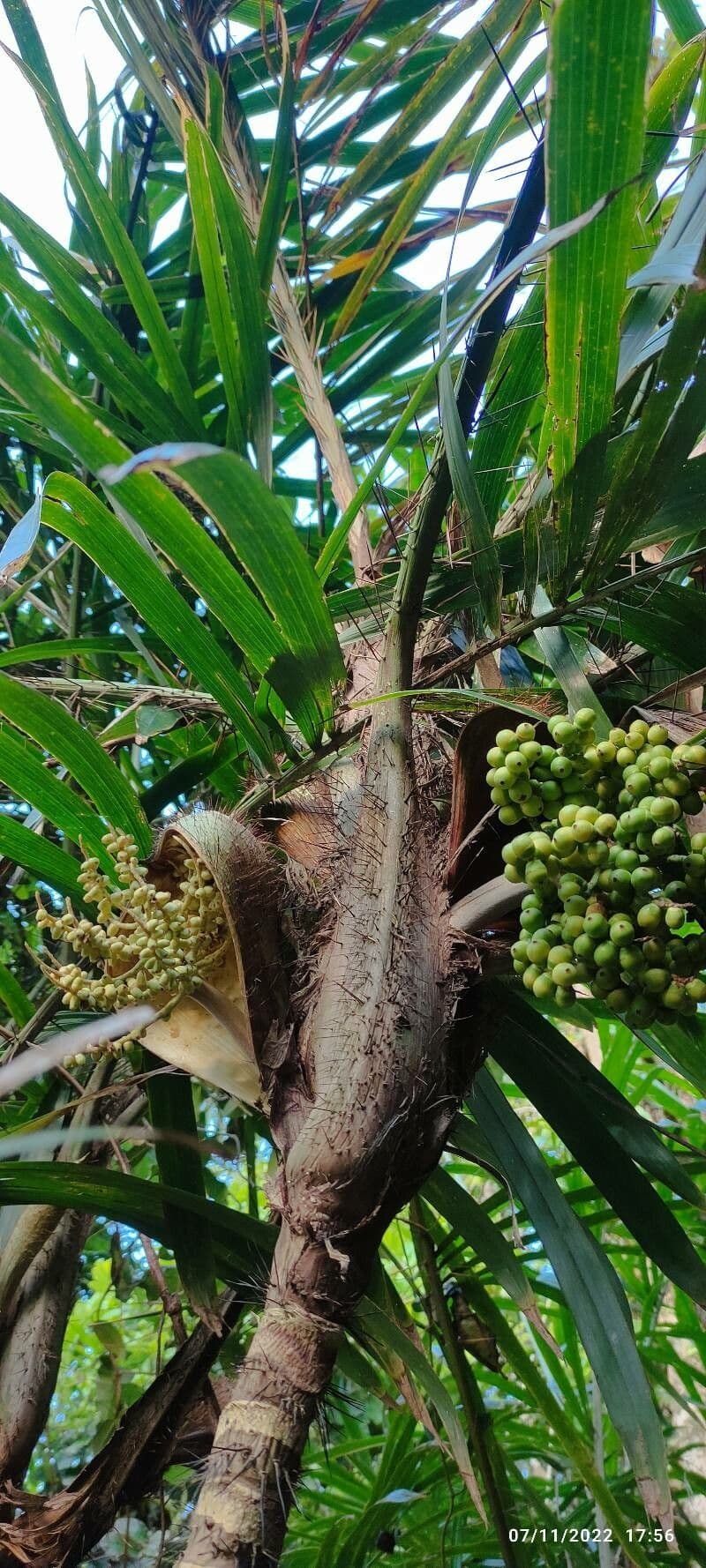 Bactris 5